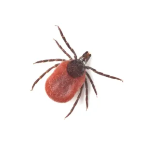 A deer tick on a white background - keep pests away from your home with Arrow Exterminating Company in NY