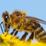 detail-of-a-honeybee