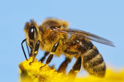 detail-of-a-honeybee