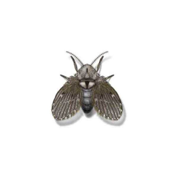 Drain Fly identification in Long Island |  Arrow Exterminating