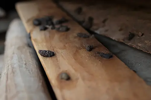Rodent droppings in an attic