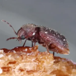 Drugstore beetle on a grain of rice - keep pests away from your home with Arrow Exterminating Company in NY
