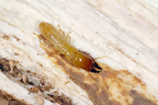 drywood termite in damaged wood