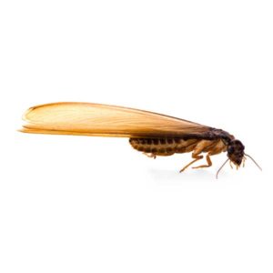 An Eastern Subterranean Termite swarmer with wings