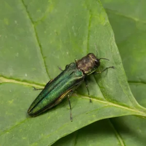 An emerald ash borer on a green leaf - keep pests away from your home with Arrow Exterminating Company in NY