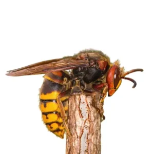 European hornet on a white background - keep pests away from your home with Arrow Exterminating Company in NY