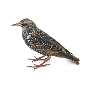 European starling on a white background - keep pests away from your home with Arrow Exterminating Company in NY