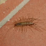 Centipede crawling on brick flooring