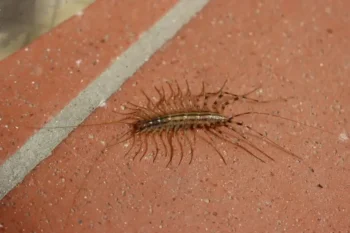 Centipede crawling on brick flooring