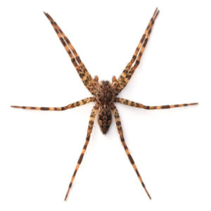 Fishing Spider identification in Long Island |  Arrow Exterminating