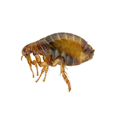 Flea identification in Long Island |  Arrow Exterminating