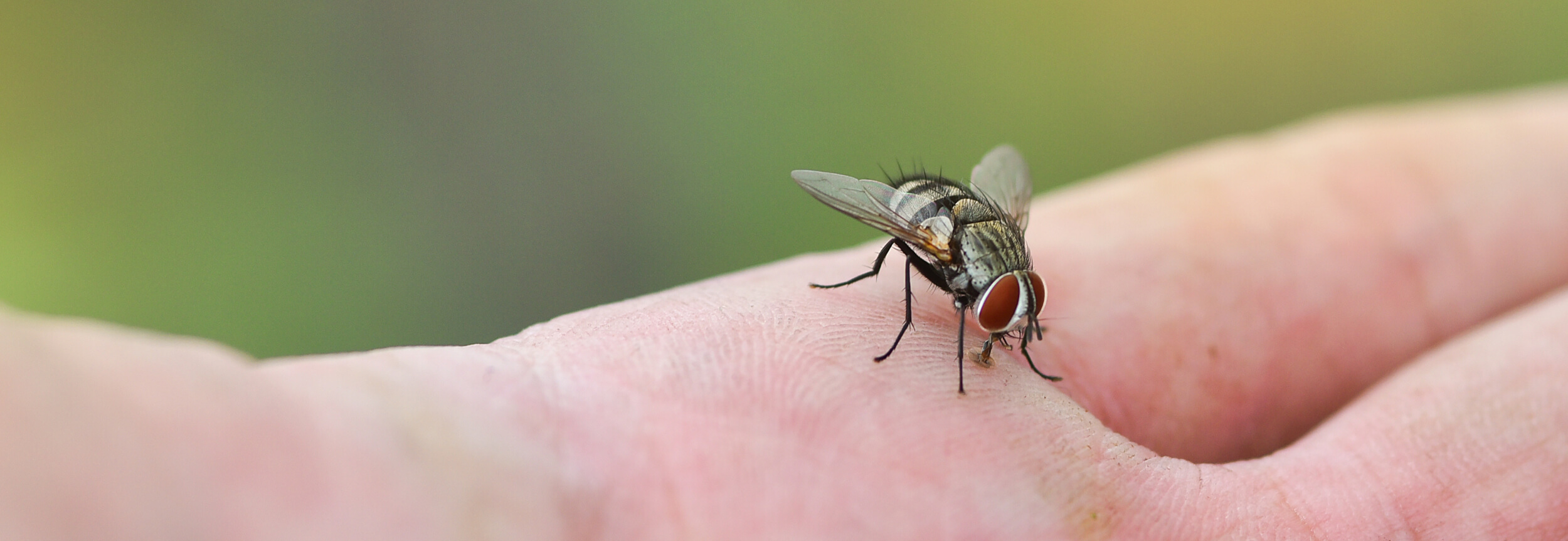 Flies in the Home  Nebraska Extension in Lancaster County