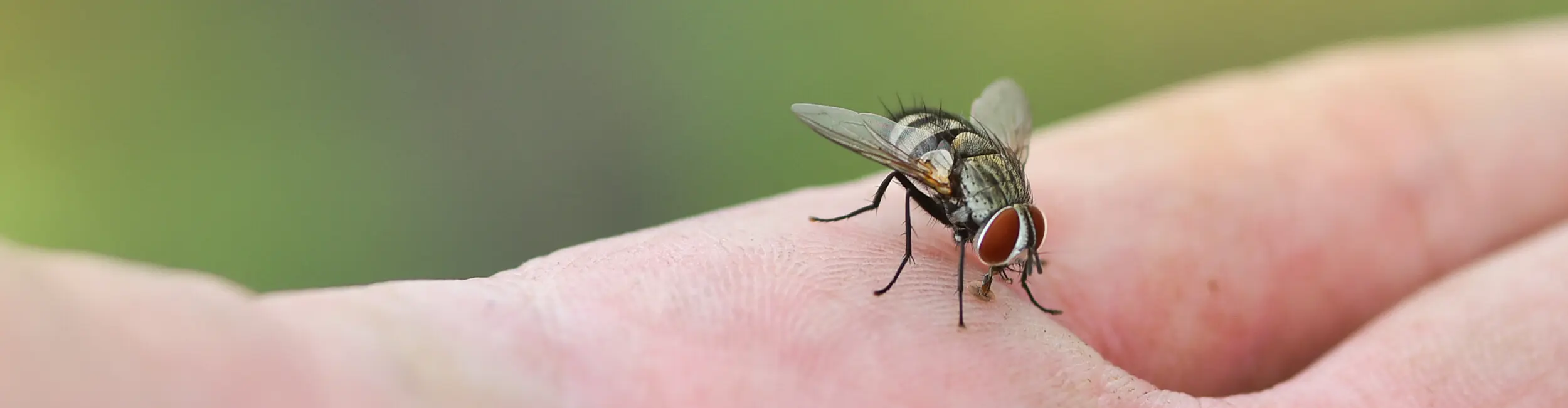 Close up of a fly on a persons hand