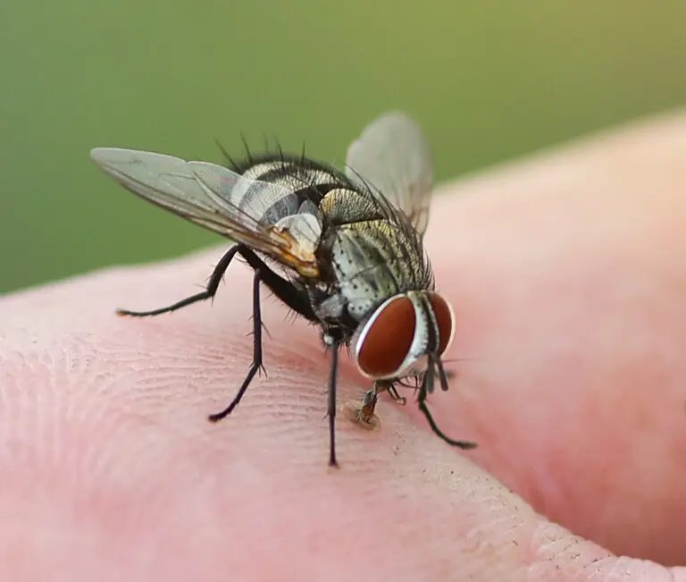 Close up of a fly on a persons hand
