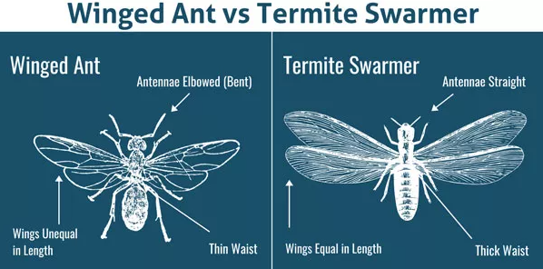 ant vs termite in Long Island |  Arrow Exterminating