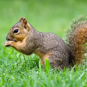 A fox squirrel on a lush green lawn - keep pests away from your home with Arrow Exterminating Company in NY