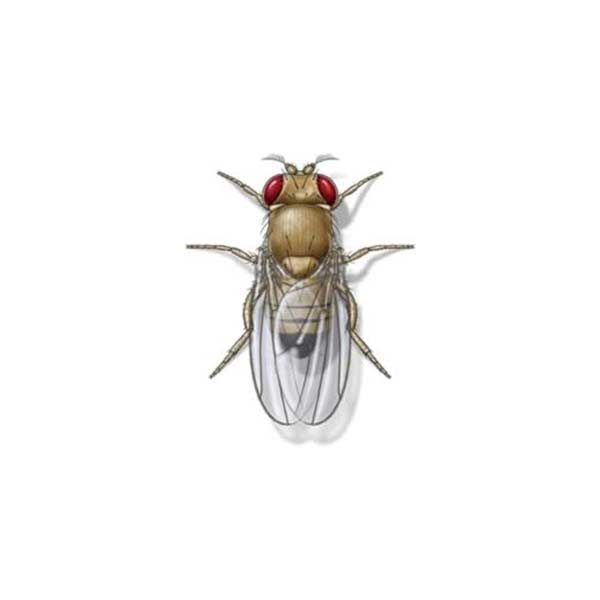 Fruit Fly identification in Long Island |  Arrow Exterminating