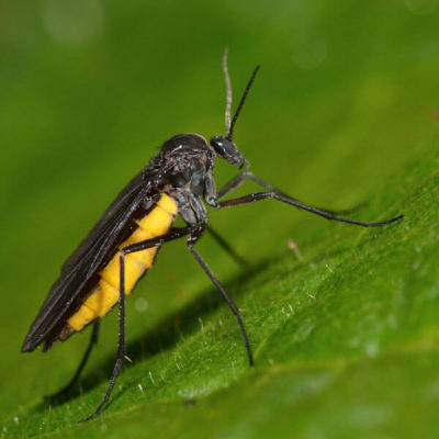 Fungus Fly identification in Long Island |  Arrow Exterminating