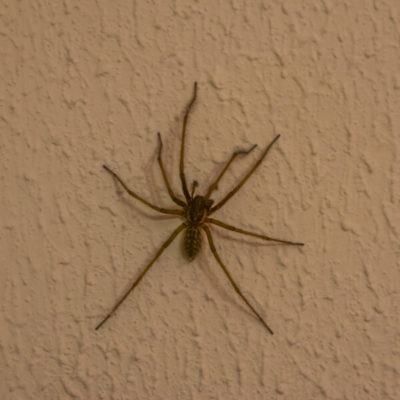 Funnel Weaver Spider identification in Long Island |  Arrow Exterminating
