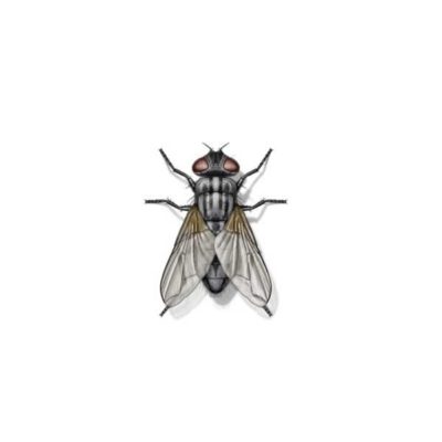 Garbage Fly identification in Long Island |  Arrow Exterminating