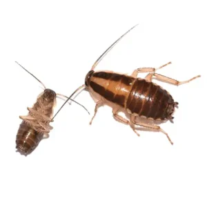 German cockroach on a white bckground - keep pests away from your home with Arrow Exterminating Company in NY