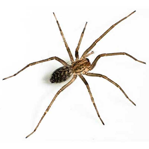 Giant House Spider identification in Long Island |  Arrow Exterminating