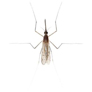 Gnat identification in Long Island |  Arrow Exterminating
