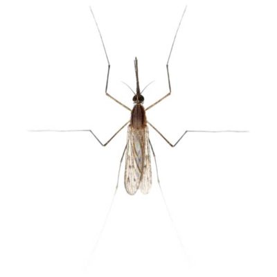 Gnat identification in Long Island |  Arrow Exterminating