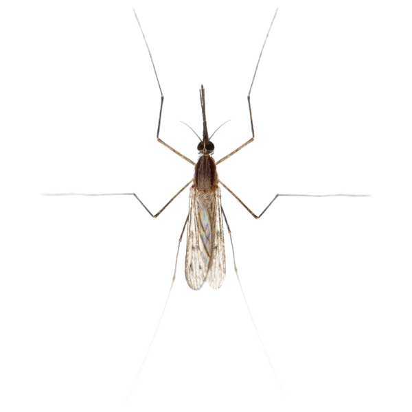 Gnat identification in Long Island |  Arrow Exterminating