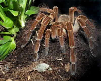 goliath bird eater tarantula largest spider in the world