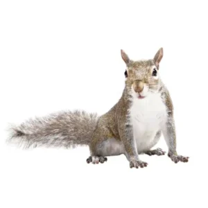 Gray squirrel on a white background - keep pests away from your home with Arrow Exterminating Company in NY
