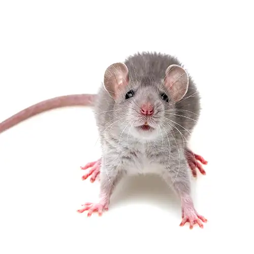Gray rat against a white background - Keep pests away from your home with Arrow Exterminating in NY