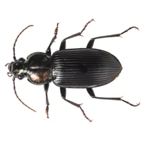 Ground beetle on a white background - keep pests away from your home with Arrow Exterminating Company in NY