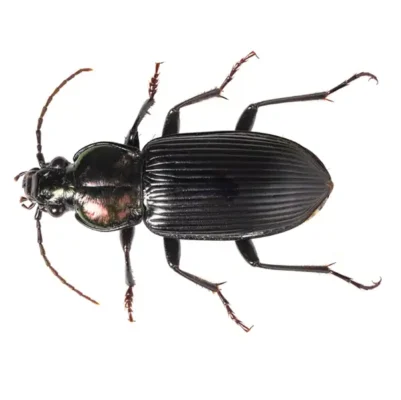 Ground beetle on a white backgroundย - keep pests away from your home with Arrow Exterminating Company in NY