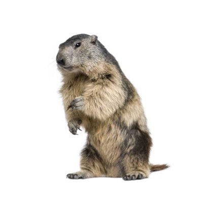 Groundhog identification in Long Island |  Arrow Exterminating