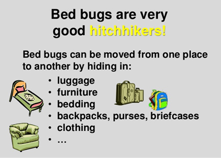 Bed Bugs are very good hitchhikers.