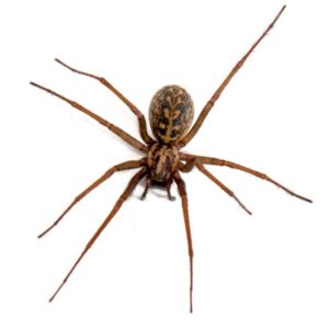 Hobo Spider identification in Long Island |  Arrow Exterminating
