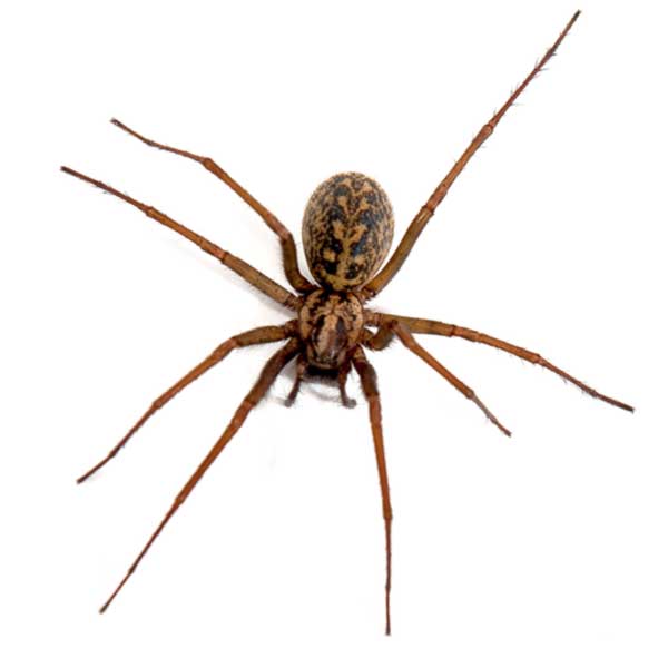 hobo spider identification