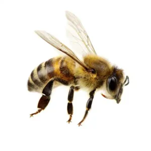 Honey bee on a white background - keep pests away from your home with Arrow Exterminating Company in NY