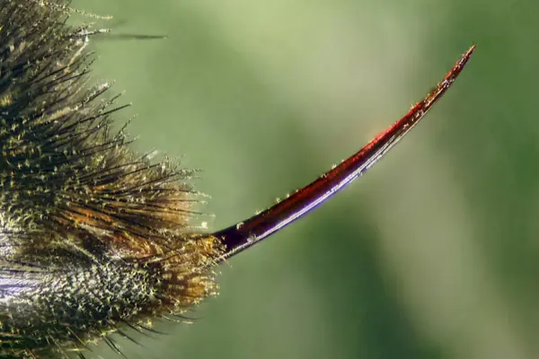 Closeup of a hornet's stinger, one danger that can be protected by Arrow Exterminating.
