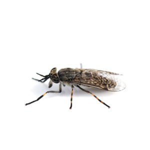 Horse Fly identification in Long Island |  Arrow Exterminating