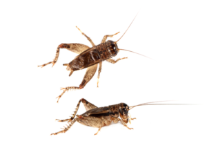 House Crickets