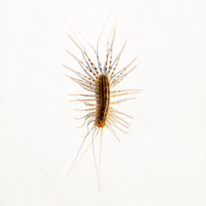 House Centipede identification in Long Island |  Arrow Exterminating