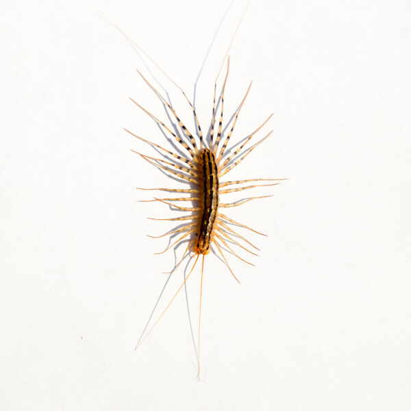 House Centipede identification in Long Island |  Arrow Exterminating