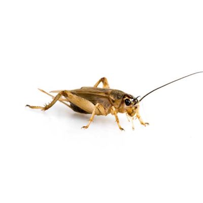 House Cricket identification in Long Island |  Arrow Exterminating