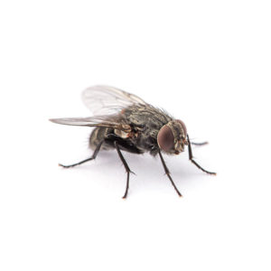 House Fly identification in Long Island |  Arrow Exterminating
