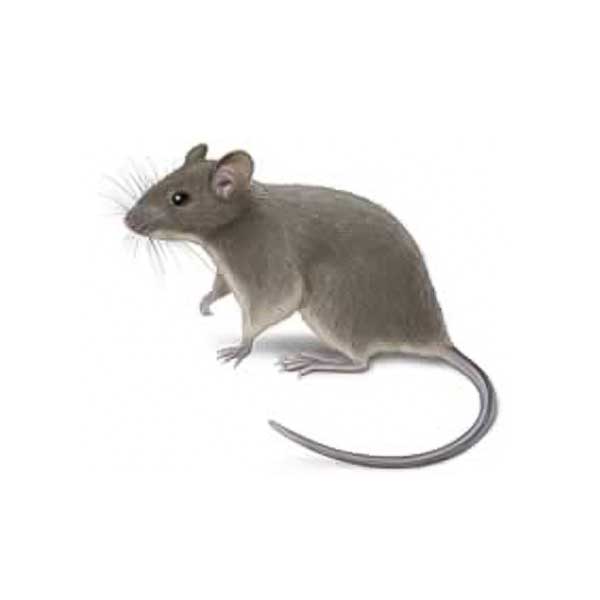 House Mouse | Arrow Exterminating serving Long Island and surrounding areas