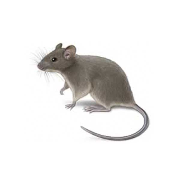 House Mouse identification in Long Island |  Arrow Exterminating