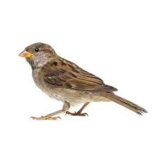 House sparrow on a white background - keep pests away from your home with Arrow Exterminating Company in NY