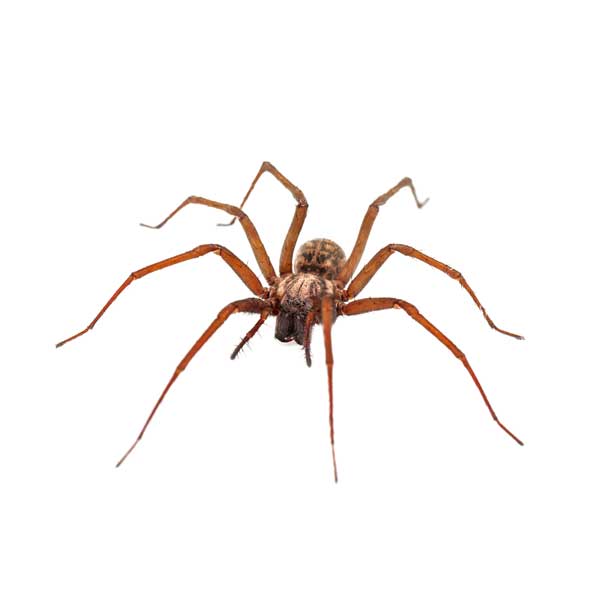 House Spider identification in Long Island |  Arrow Exterminating